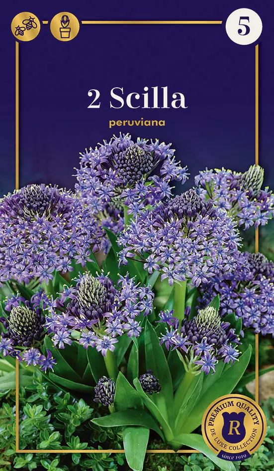 Isosinililja 2 kpl/pkt - Liljat - 8711148244165 - 1