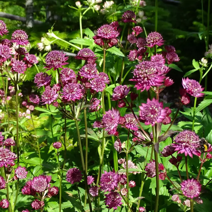 Isotähtiputki Ruby Wedding - Perennat - 70915 - 1