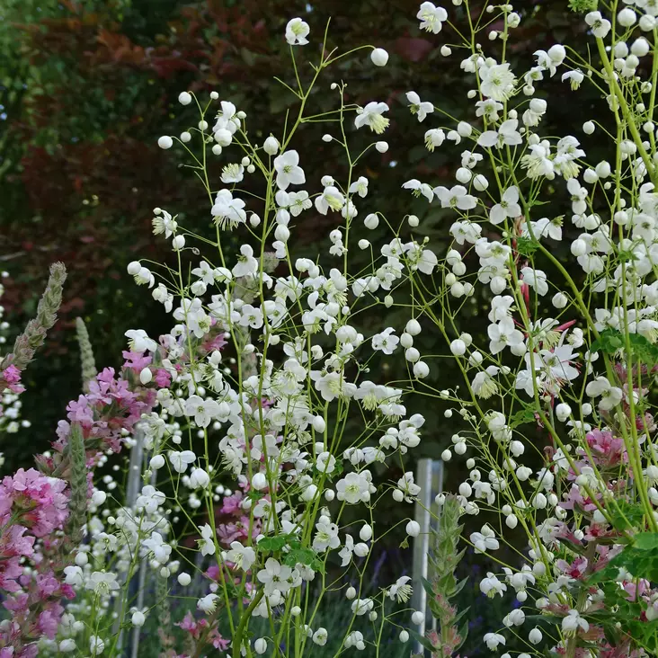 Jaloängelmä Album - Perennat - 75745 - 1