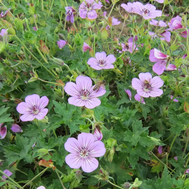 Jalokurjenpolvi Pink Penny - Perennat - 72305 - 1
