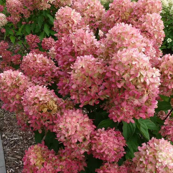 Japaninhortensia Mojito - Koristepensaat - 45935 - 1
