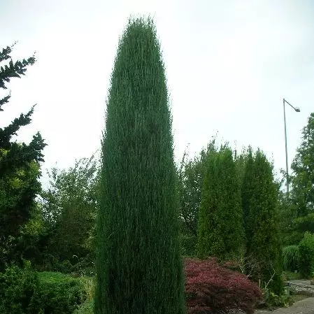 Kalliovuortenkataja Blue Arrow 60-80 - Havupuut - 61115 - 1