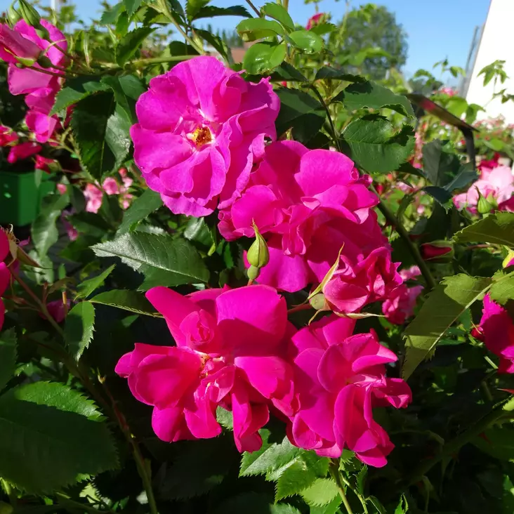 Kanadalainen köynnösruusu Captain Samu - Köynnösruusut - 27575 - 1