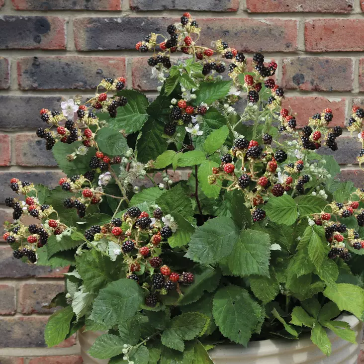 Karhunvadelma Coolaris Patio Black - Vadelmat - 21545 - 1