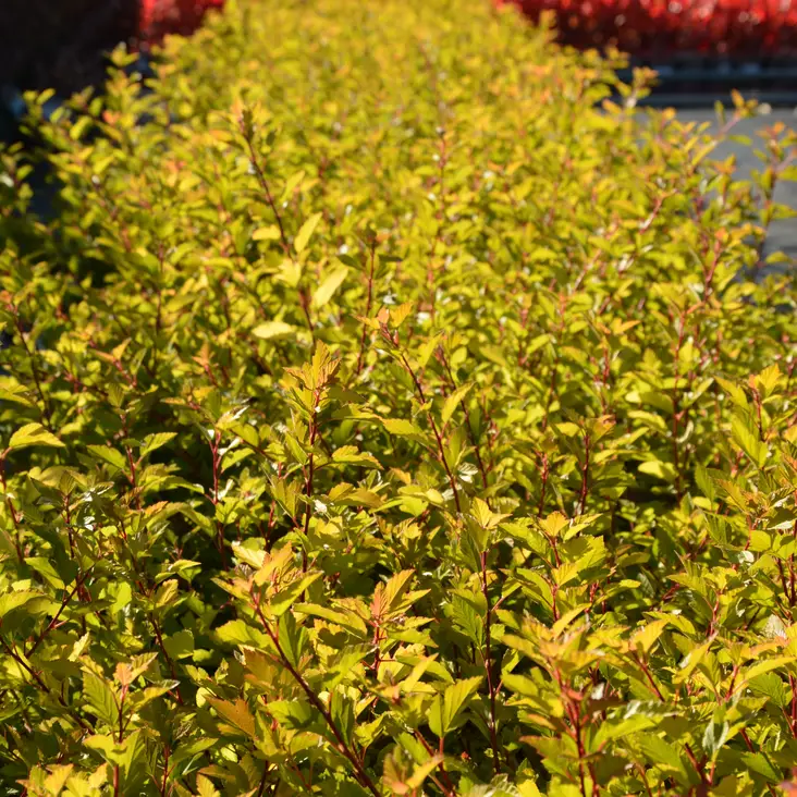 Keltaheisiangervo Tiny Wine Gold - Koristepensaat - 46075 - 1