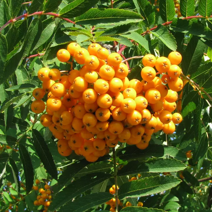 Keltamarjapihlaja Xanthocarpa - Koristepuut - 4205 - 1