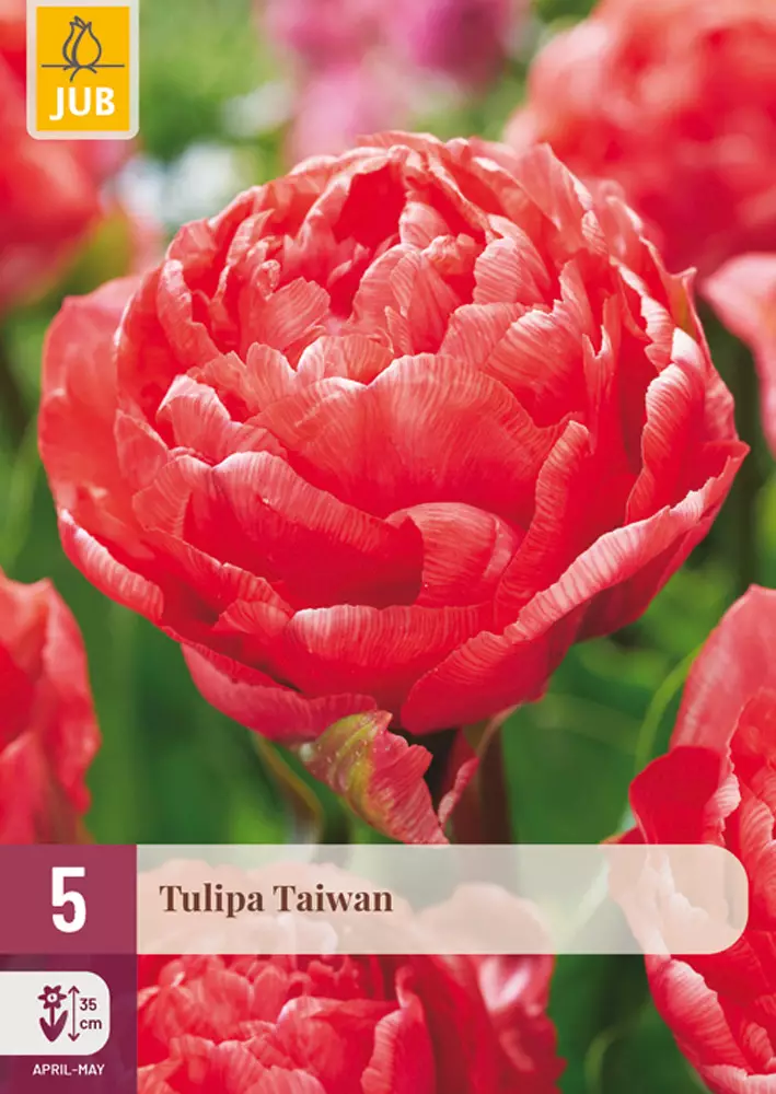 Ker. Tulppaani Taiwan - Tulppaanit - 8712438998355 - 1
