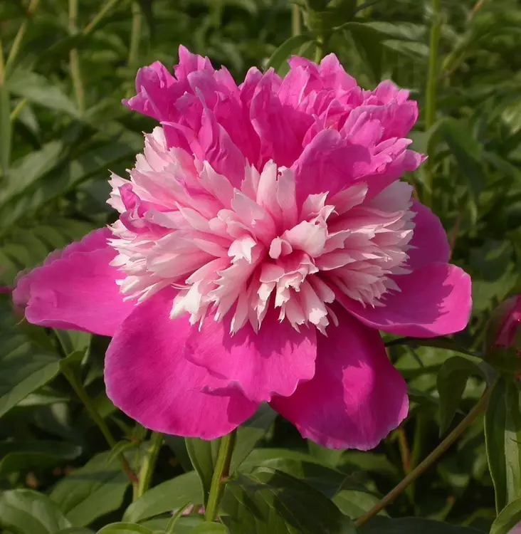 Kiinanpioni Celebrity - Perennat - 73895 - 1