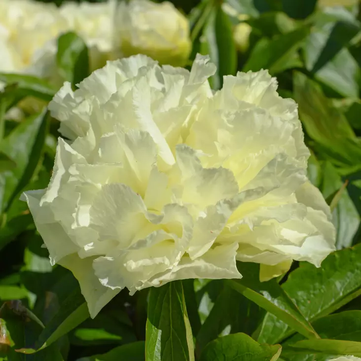 Kiinanpioni Sunny Girl - Perennat - 74045 - 1