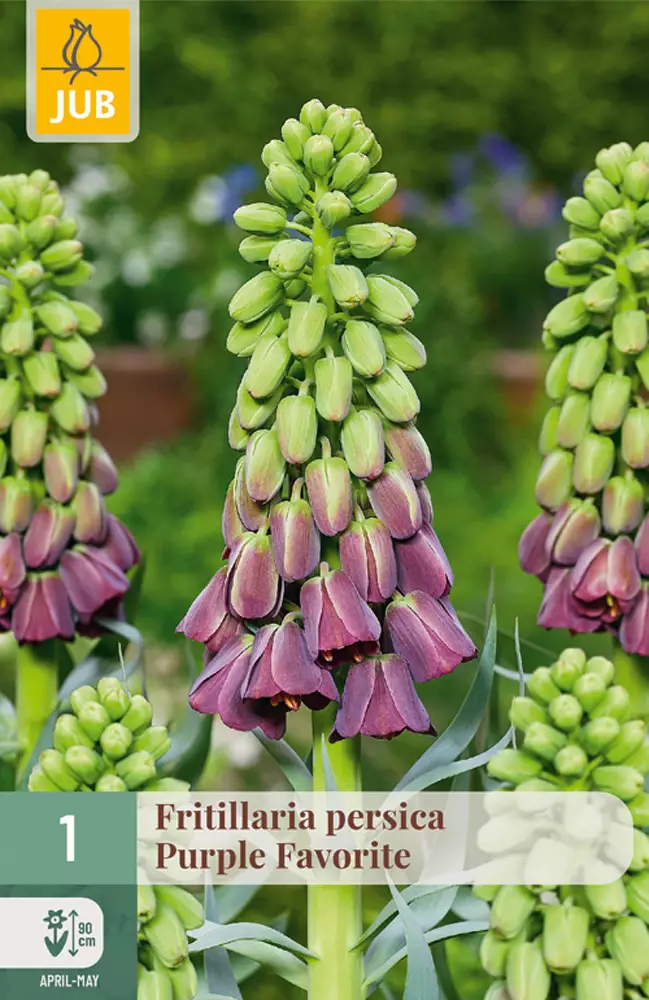 Kirjopikarililja Persica Purple Fav.1kpl - Pikarililjat - 8712438989025 - 1
