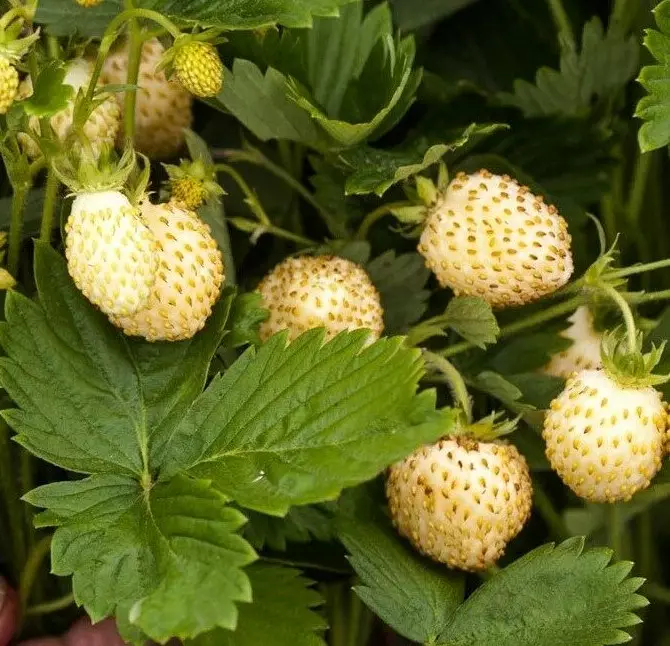 Kuukausimansikka Yellow Wonder - Mansikat - 21845 - 1