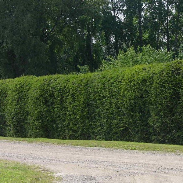 Metsäkuusi aitataimi - Aitakasvit - 55635 - 1