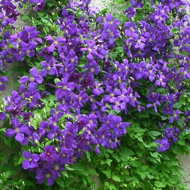 Loistokärhö Jackmanii - Köynnöskasvit - 50775 - 1