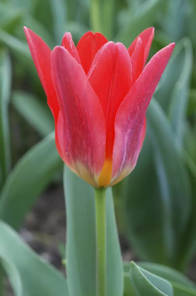 Lummetulppaani Scarlet Baby 6 kpl/pkt - Tulppaanit - 8711148243885 - 1
