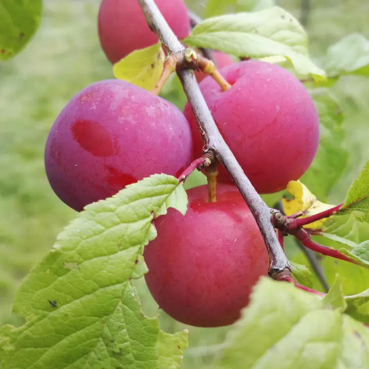 Luumupuu Eurazia - Luumupuut - 13145 - 1