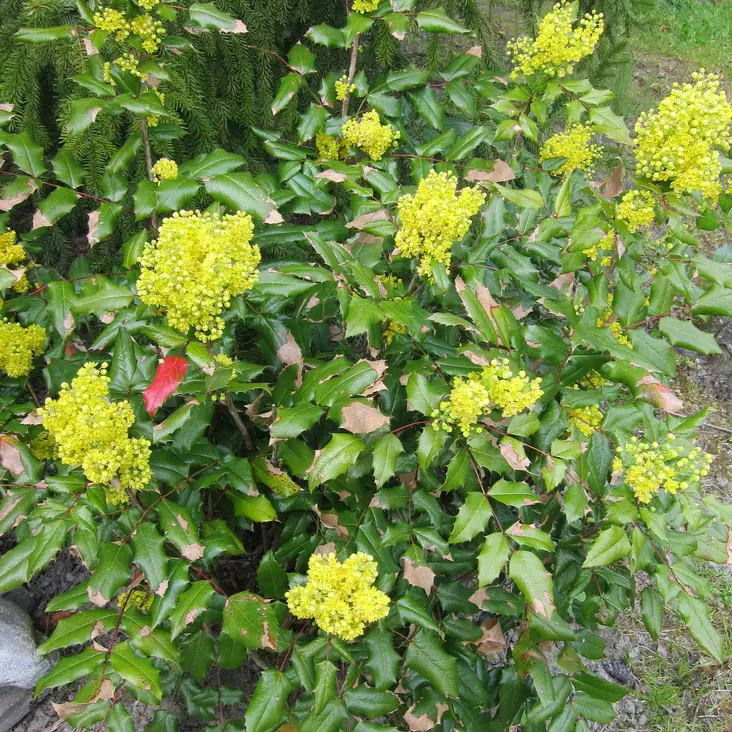Mahonia - Koristepensaat - 46025 - 1