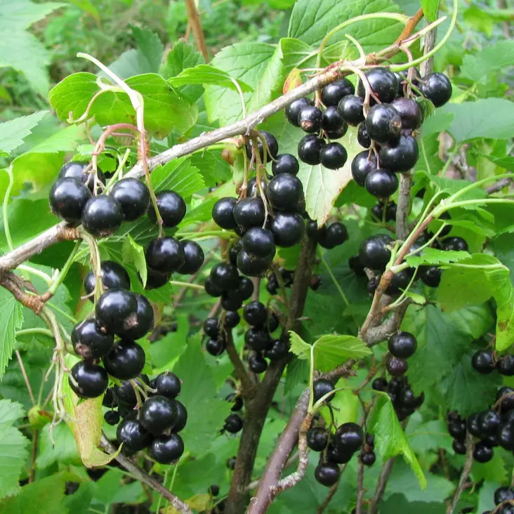 Mustaherukka Öjebyn - Herukat ja karviaiset - 2015 - 1