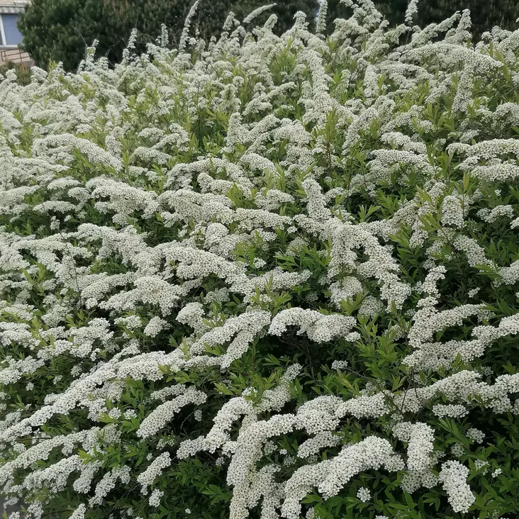 Norjanangervo Grefsheim maxi - Koristepensaat - 46775 - 1