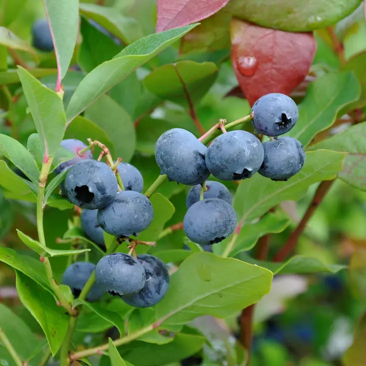 Pensasmustikka Northland -  - 22475 - 1