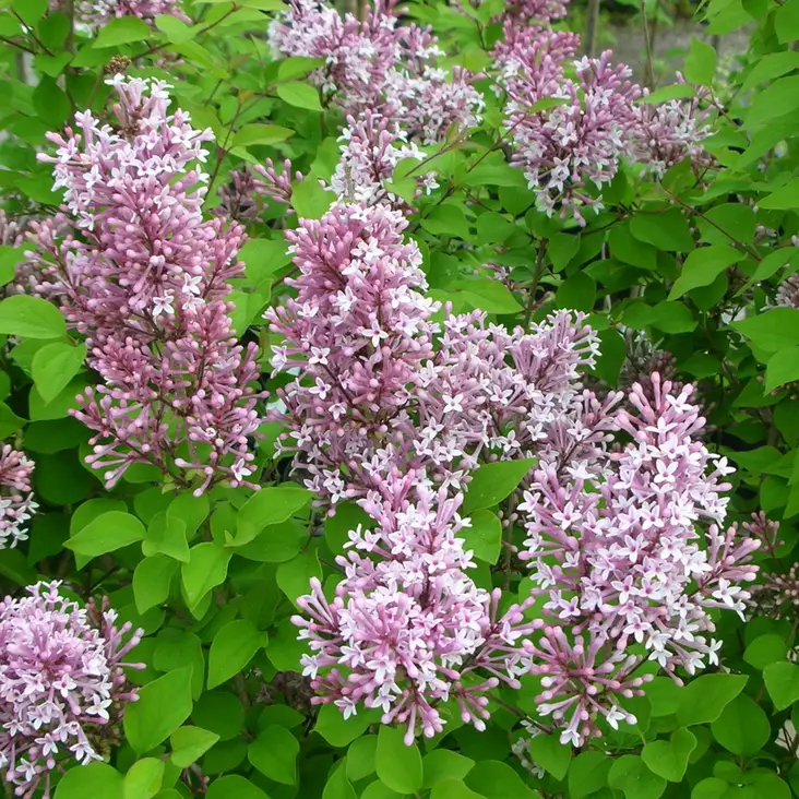 Pikkulehtisyreeni Superba rungolla - Koristepuut - 47145 - 1