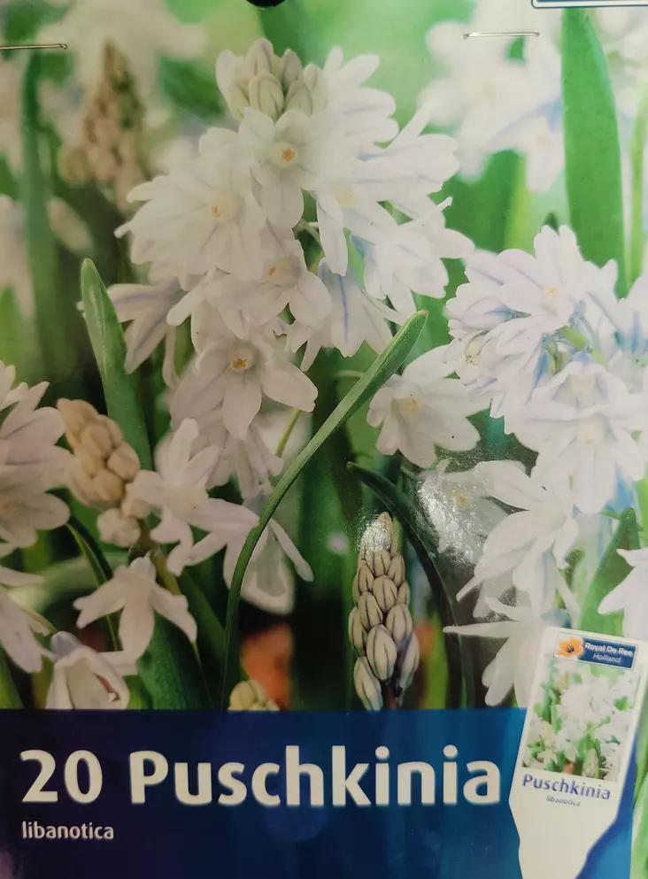 Posliinihyasintti 20 kpl/pkt - Muut kukkasipulit - 8711148315605 - 1
