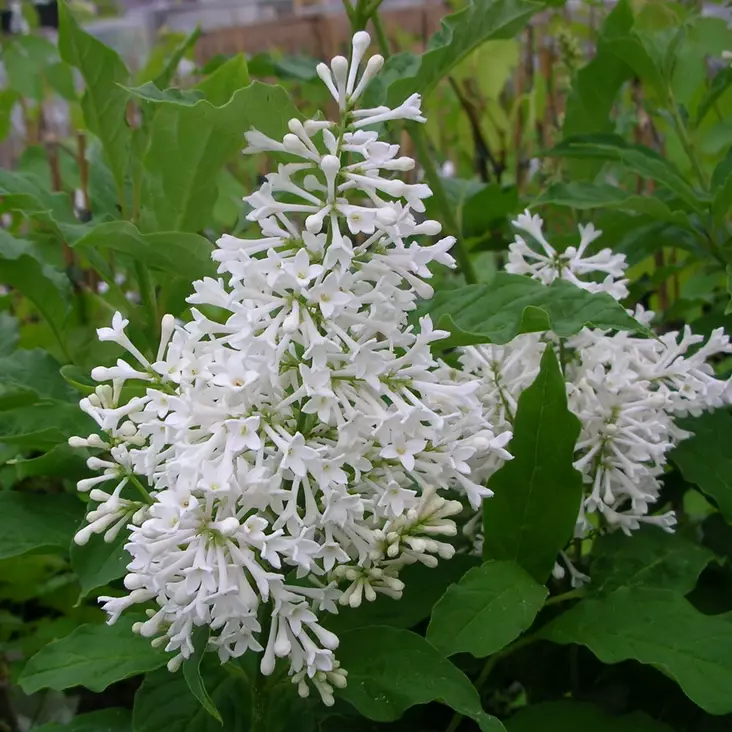 Puistosyreeni Tammelan Kaunotar - Koristepensaat - 43725 - 1