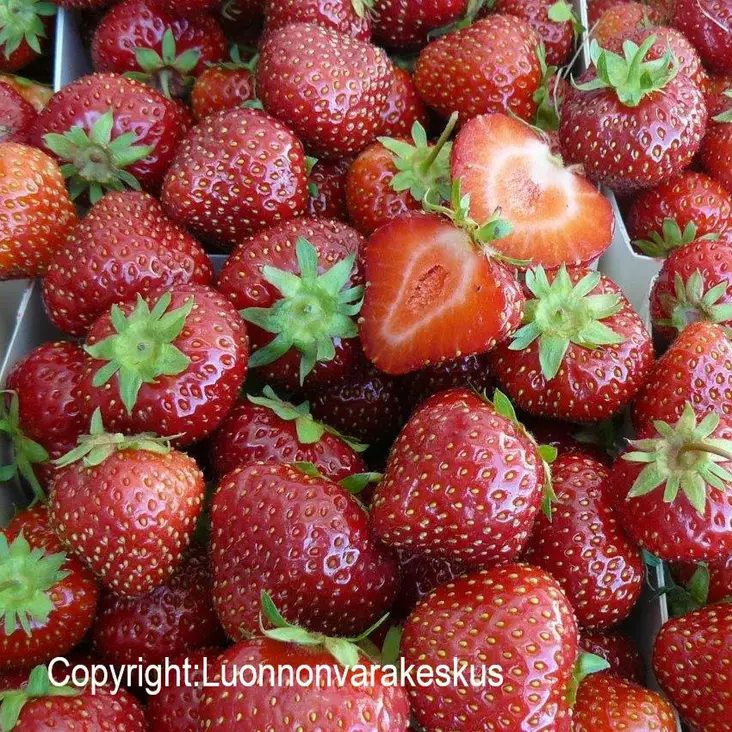 Puutarhamansikka Marketta 10 kpl/kenno - Mansikat - 21945 - 1