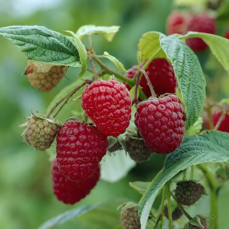 Puutarhavadelma Borgund C2 - Vadelmat - 21465 - 1