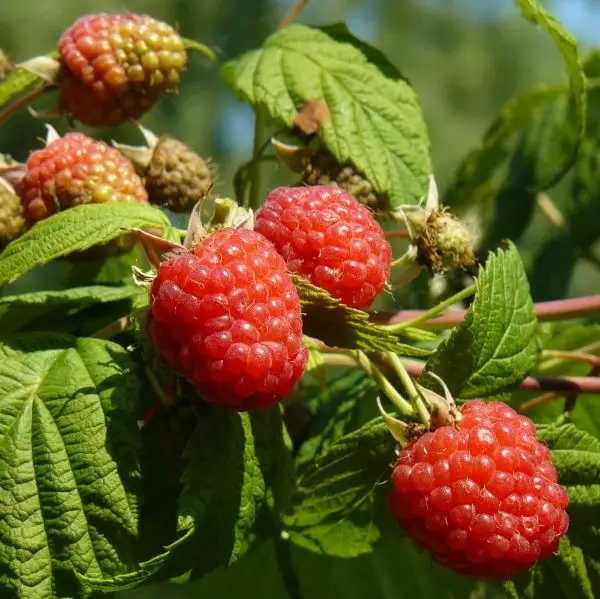 Puutarhavadelma Ottawa P11 - Vadelmat - 21375 - 1