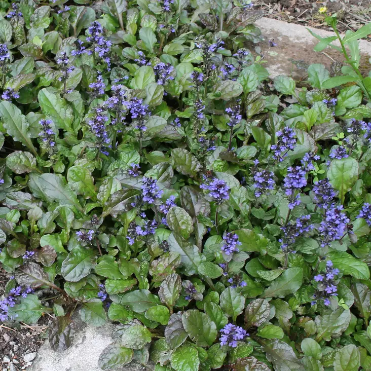 Rönsyakankaali Atropurpurea - Perennat - 7025 - 1