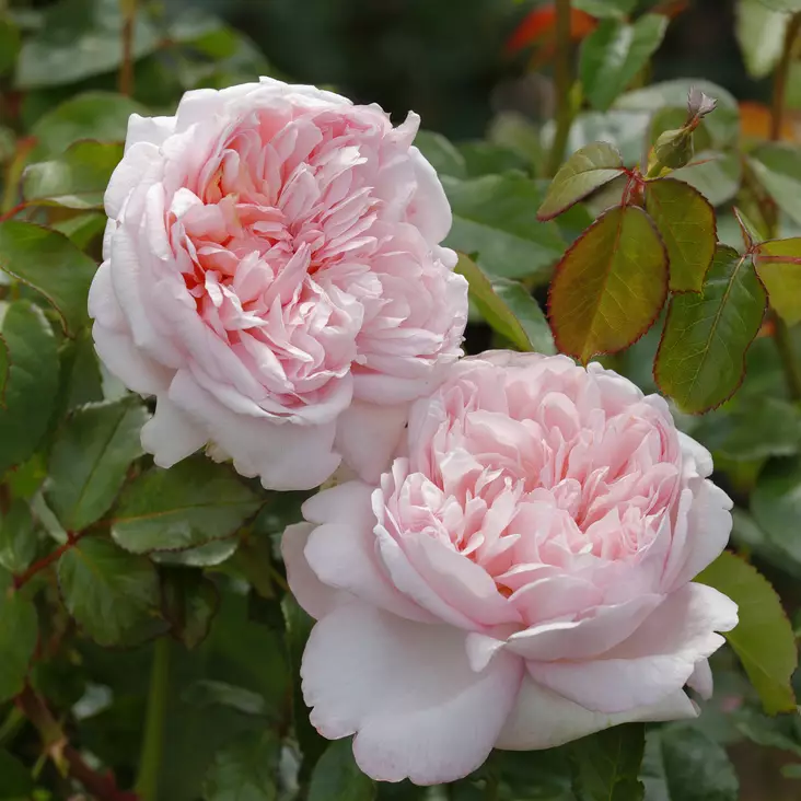 Suurikukkainen ruusu Mauritia - Ryhmäruusut - 31275 - 1