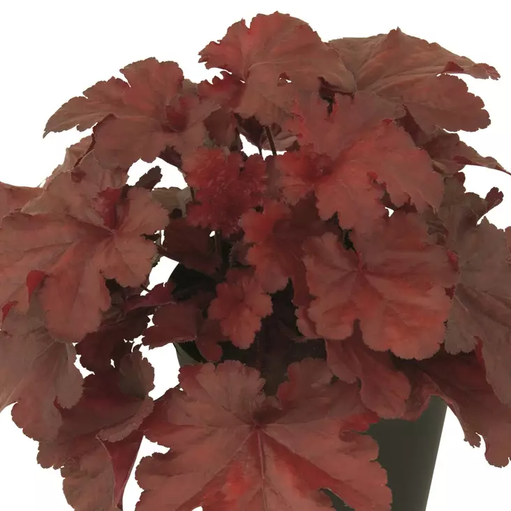 Tarhakeijunkukka Forever Red - Perennat - 72585 - 1