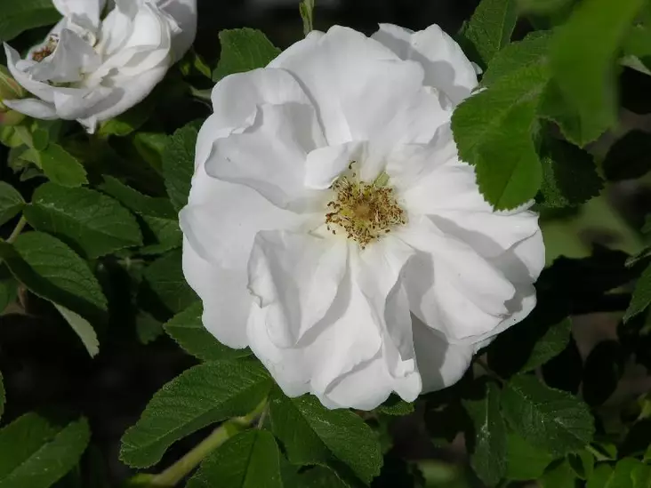 Tarhakurtturuusu Lac Majeau - Puistoruusut - 28615 - 1