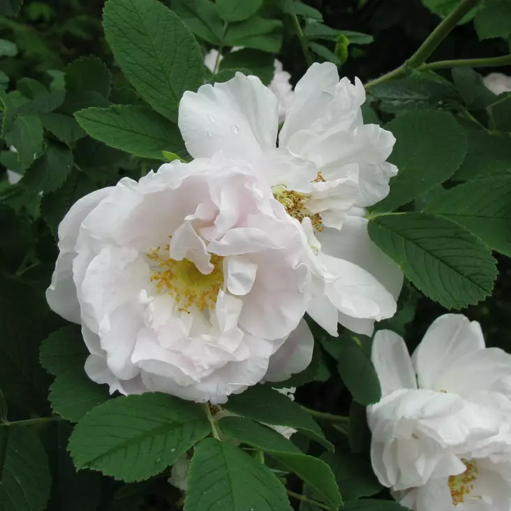 Tarhakurtturuusu Lac Majeau - Puistoruusut - 28615 - 1