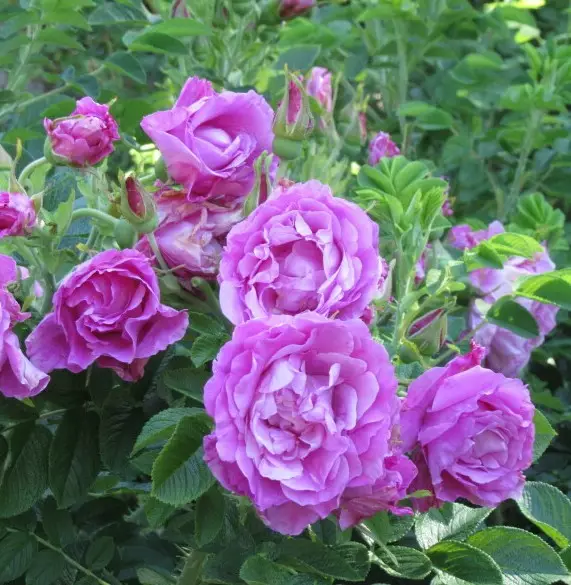 Tarhakurtturuusu Wasagaming - Puistoruusut - 28015 - 1