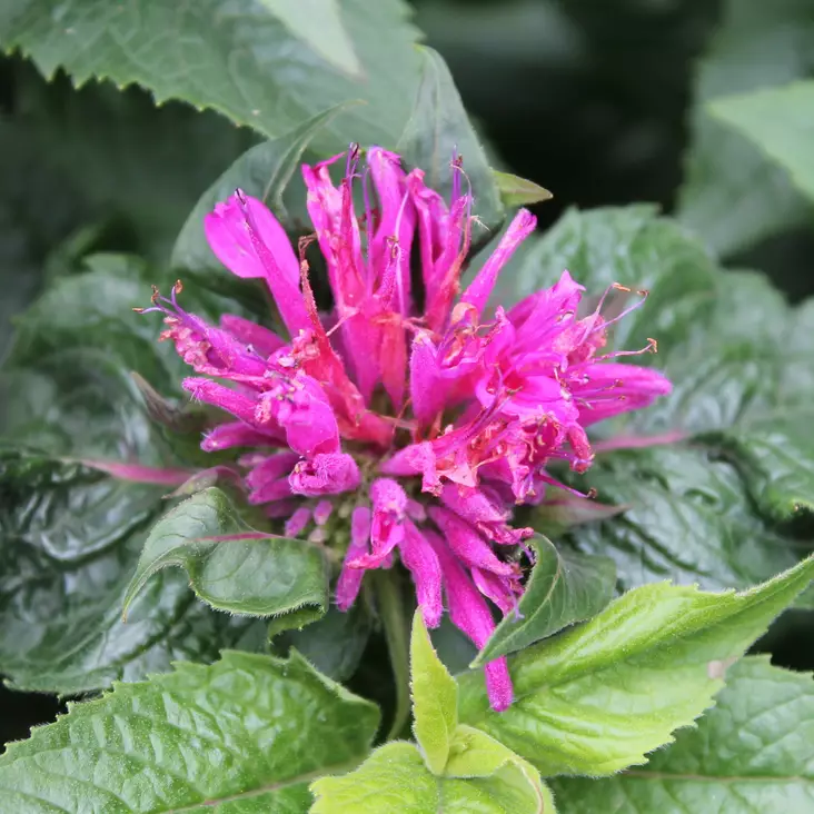 Tarhaväriminttu Petite Delight - Perennat - 73705 - 1