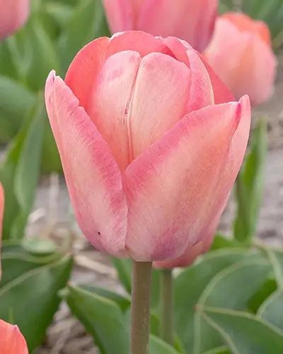 Tulppaani Apricot Pride 7 kpl/pkt - Tulppaanit - 8712438988905 - 1