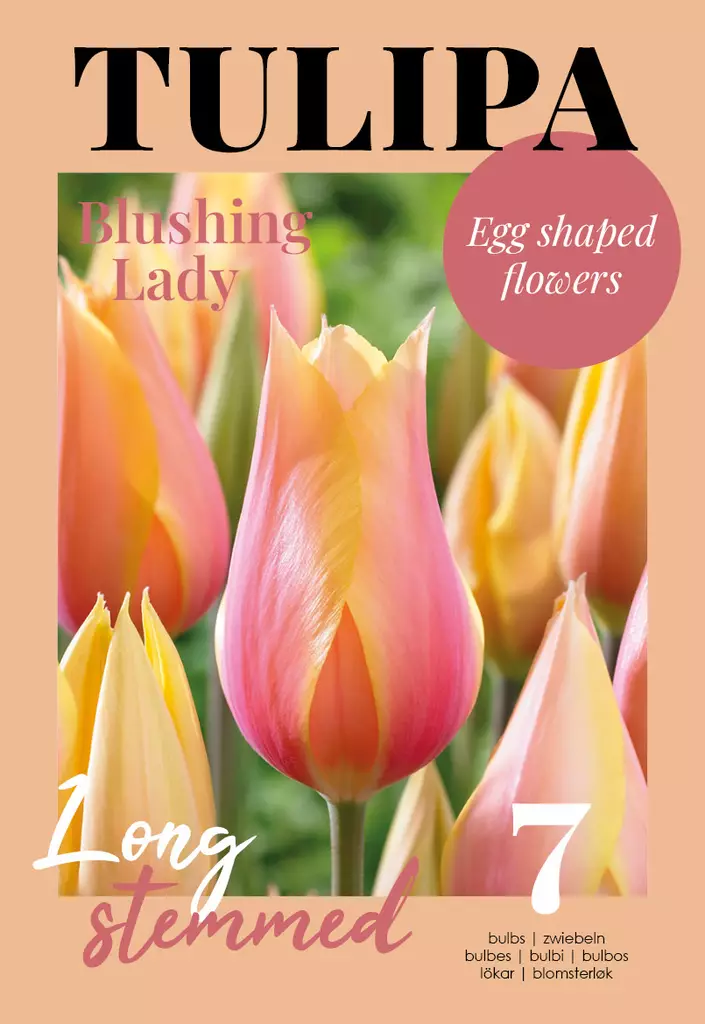 Tulppaani Blushing Lady 7 kpl/pkt - Kukkasipulit - 8711148308225 - 1