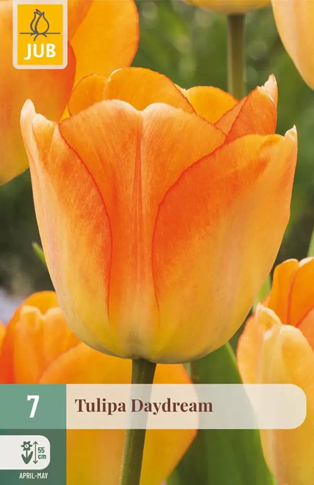 Tulppaani Daydream 7 kpl/pkt - Tulppaanit - 8712438504075 - 1