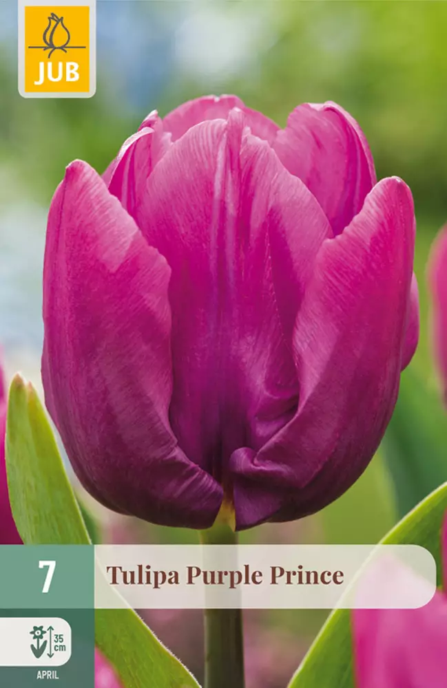 Tulppaani Purple Prince 7 kpl/pkt - Tulppaanit - 8712438982385 - 1