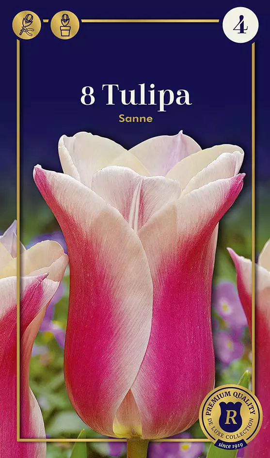 Tulppaani Sanne 8 kpl/pkt - Tulppaanit - 8711148252405 - 1