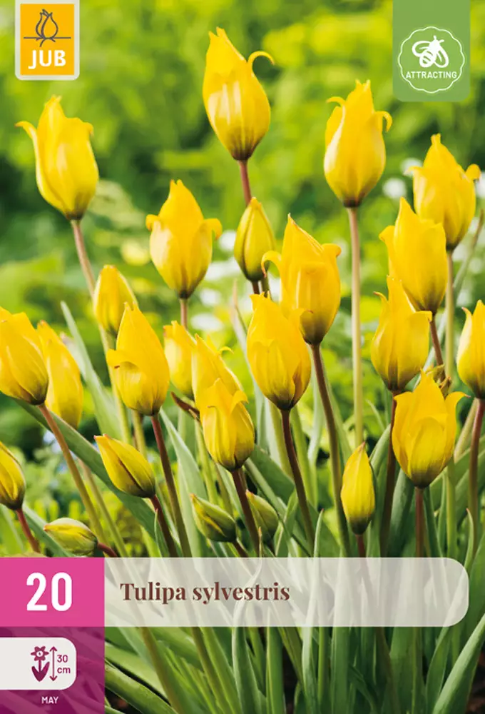 Tulppaani Sylvestris 20 kpl/pkt - Tulppaanit - 8712438975295 - 1
