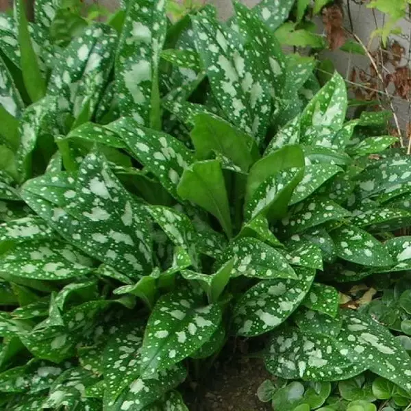 Valkotäpläimikkä Mrs. Moon - Perennat - 7465 - 1