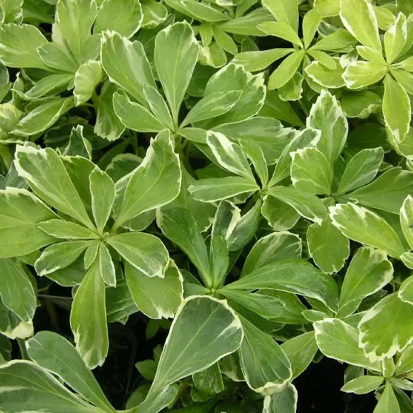 Varjoyrtti Variegata - Perennat - 73905 - 1