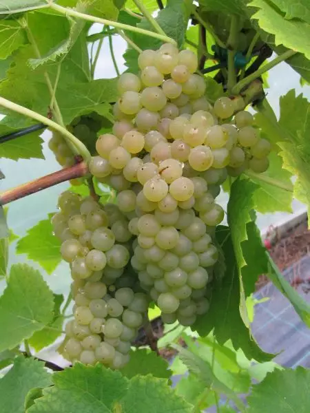 Viiniköynnös Solaris - Viiniköynnökset - 22805 - 1