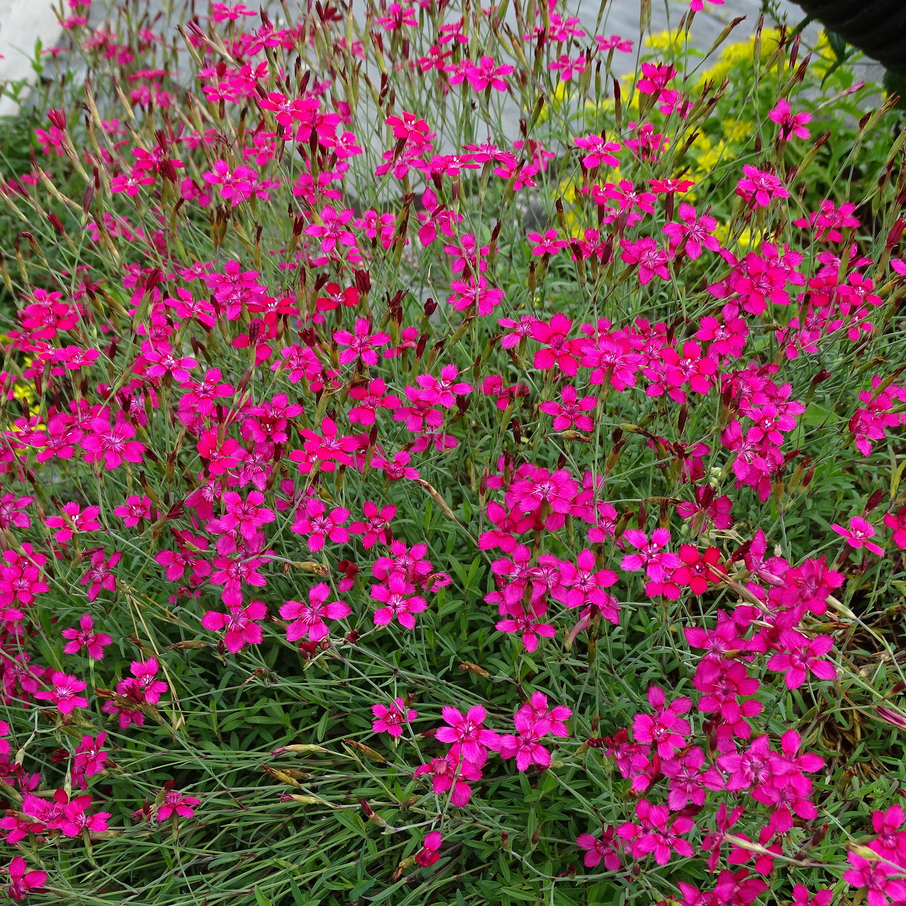 Ketoneilikka Flashing Light Dianthus deltoides FLOR verkkokauppa