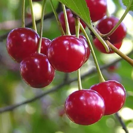 Hapankirsikka Sikkolan Kuulasmarja - Kirsikkapuut - 1376 - 1