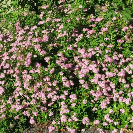 Keijuangervo Little Princess - Koristepensaat - 4686 - 1