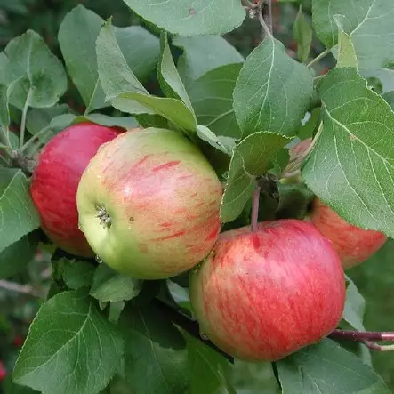 Kesäomena Pirja - Omenapuut - 1036 - 1