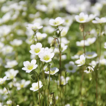 Patjarikko Carpet White - Perennat - 75006 - 1